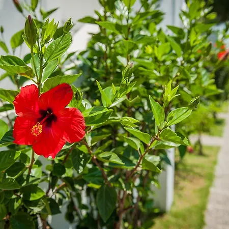 Apartahotel Ilios And Irene